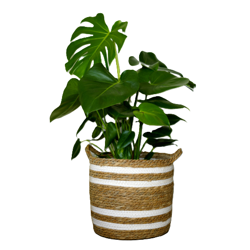Monstera