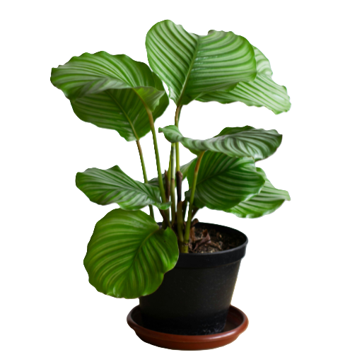 Calathea