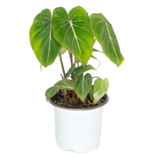 Philodendron